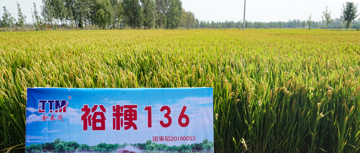 裕粳136水稻种植基地