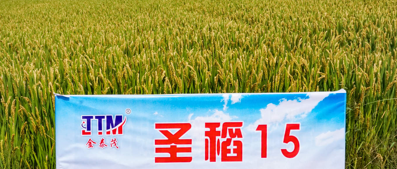 圣稻15种植基地